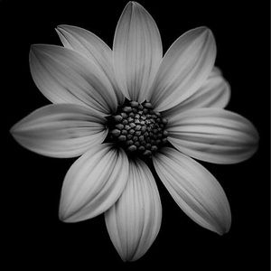 Meet your Posher, Dianne